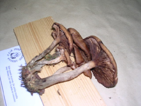 ARMILLARIA  MELLEA